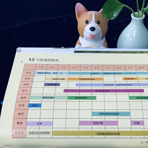 铁线莲 初学者手册{第2版) 零基础养铁线莲 铁线莲图解 铁线莲设计 铁线莲花艺 铁线莲畅销书 花园打造 商品图4