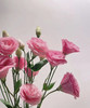 【洋桔梗】--粉色 若干枝/扎 商品缩略图1