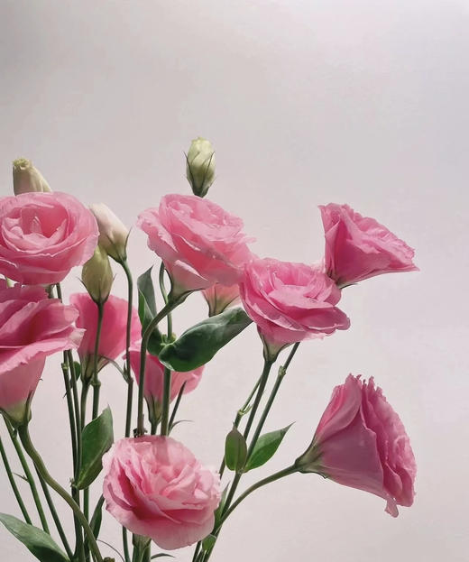 【洋桔梗】--粉色 若干枝/扎 商品图1