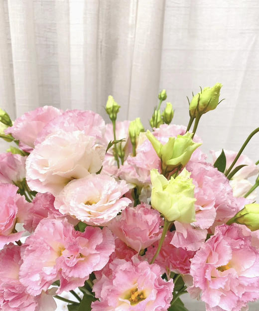 【洋桔梗】--阳光粉，  若干枝/扎 商品图4