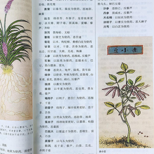 【优惠套装】【多种选择】图解国医典藏系列套装（共6册）一套人人都能看懂、用得上的国医经典 商品图3