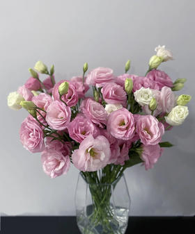 【洋桔梗】--粉色 若干枝/扎