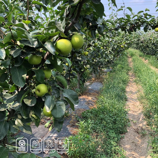 【西子玉】江南蜜（西子玉）蜜梨，25年的品质坚持，绿色食品认证，甜美爽口，送人自吃完全靠谱！ 商品图2