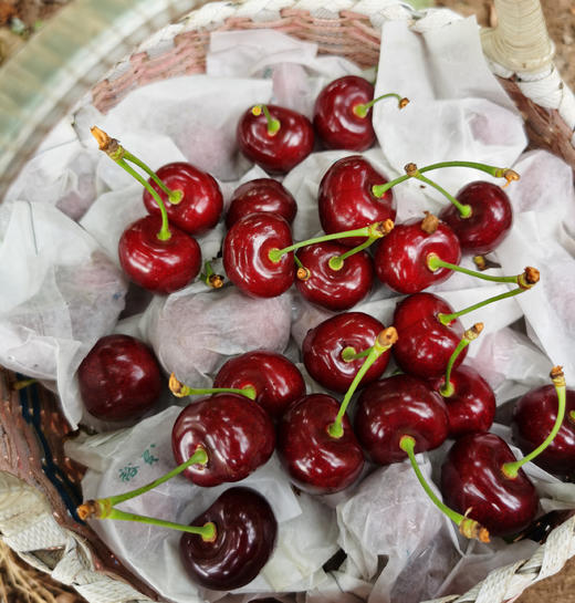 高山科迪亚 大樱桃 车厘子 3斤装 商品图2