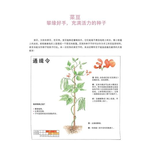 花园大发现/自然大发现系列/(奥)莱奥诺蕾·盖塞尔布莱希特-塔费尔纳/浙江大学出版社 商品图1