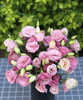 【洋桔梗】--粉色 若干枝/扎 商品缩略图6