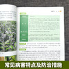 柑橘病虫害绿色防控彩色图谱【园艺学会】 商品缩略图4
