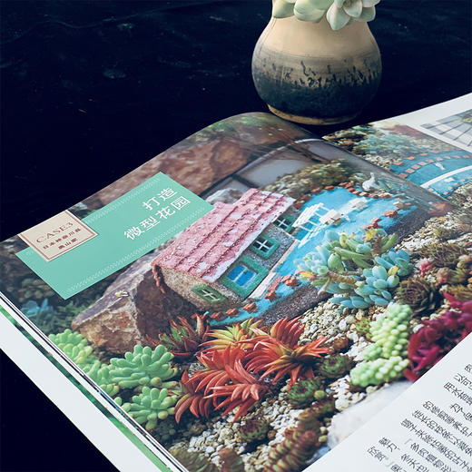 新手的多肉植物家庭造景 26657 多肉图书 零基础养多肉 多肉图解 多肉设计 多肉花艺 多肉畅销书 商品图2