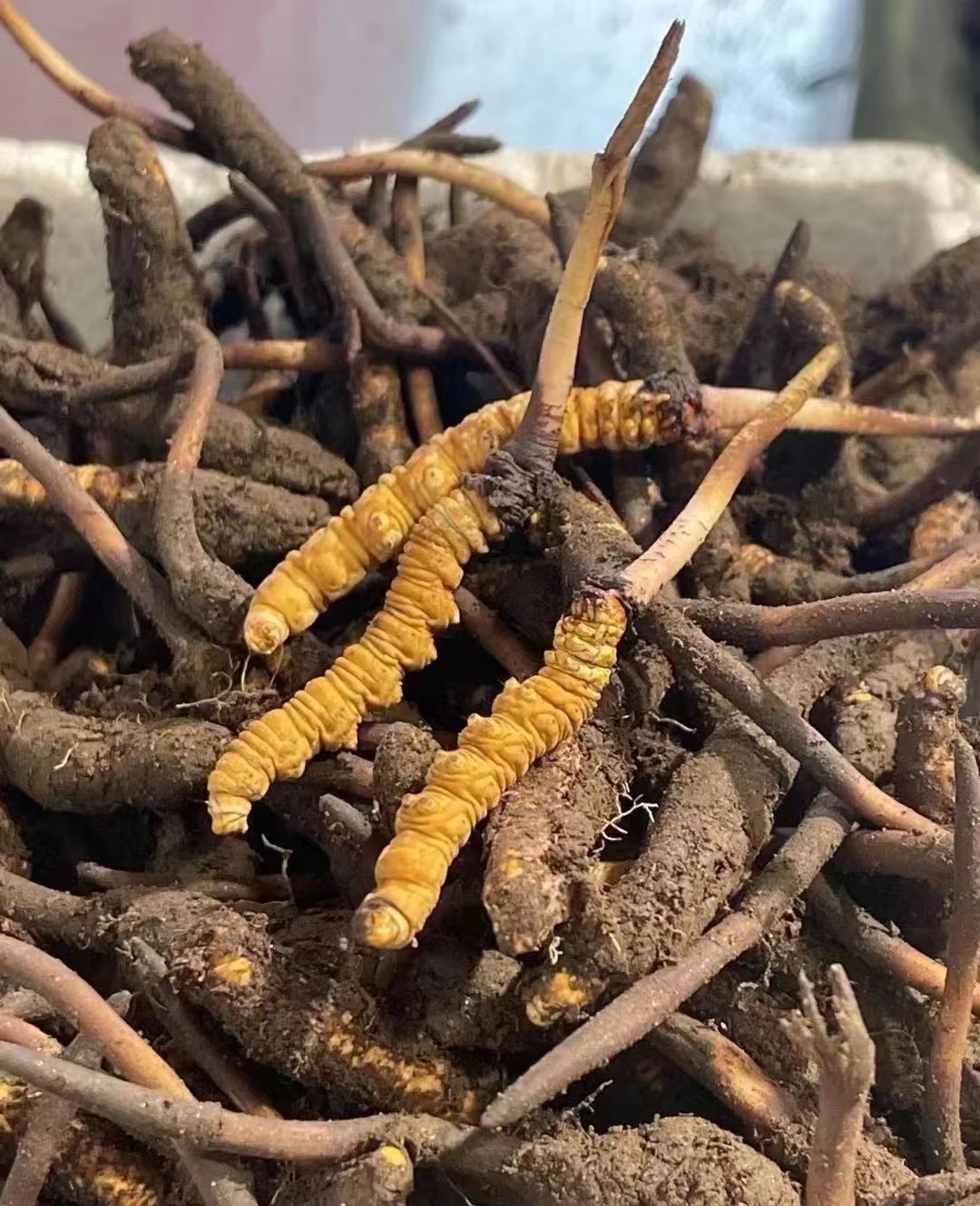 青海高原新鲜冬虫夏草虫草高海拔野生鲜虫草10条装子座短小稚嫩虫体