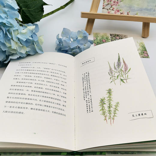 春天，我想去田野里采一朵花 商品图6