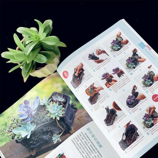 新手的多肉植物家庭造景 26657 多肉图书 零基础养多肉 多肉图解 多肉设计 多肉花艺 多肉畅销书 商品图4