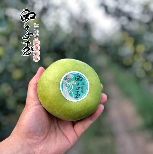 【西子玉】江南蜜（西子玉）蜜梨，25年的品质坚持，绿色食品认证，甜美爽口，送人自吃完全靠谱！ 商品图13