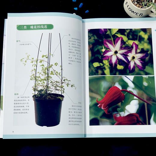 铁线莲 初学者手册{第2版) 零基础养铁线莲 铁线莲图解 铁线莲设计 铁线莲花艺 铁线莲畅销书 花园打造 商品图3