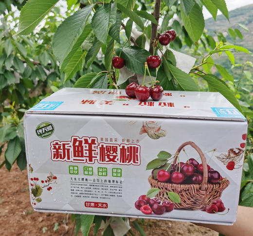 高山科迪亚 大樱桃 车厘子 3斤装 商品图1