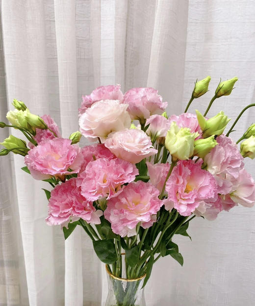 【洋桔梗】--阳光粉，  若干枝/扎 商品图2