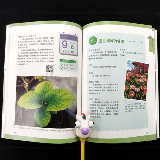 绣球初学者手册(第2版) 26095 绣球 正版现货 绣球养护 绣球盆栽设计 绣球图书 零基础养绣球 绣球图解 商品图2