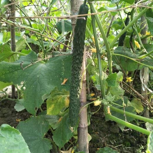 “阿德童年”刺黄瓜 400g/份 商品图1