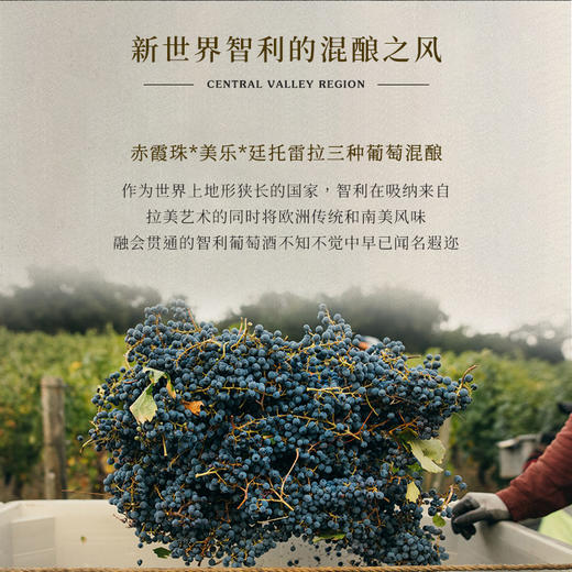 【三种葡萄混酿】露颂灵魂三重奏干红葡萄酒 智利中央山谷产区 15%vol 商品图9