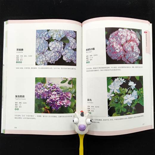 绣球初学者手册(第2版) 26095 绣球 正版现货 绣球养护 绣球盆栽设计 绣球图书 零基础养绣球 绣球图解 商品图3