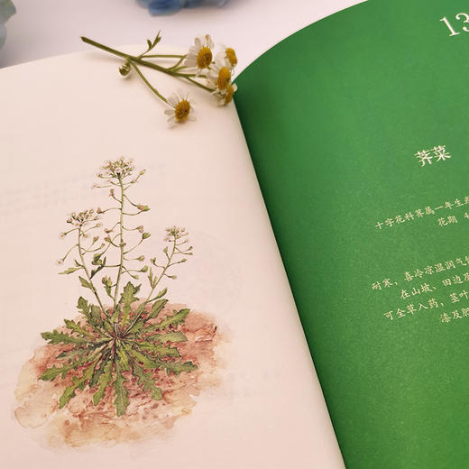 春天，我想去田野里采一朵花 商品图8