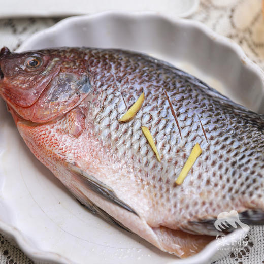 生态罗非鱼| 合作生产 * Eco-  Tilapia | Coproduction 商品图4