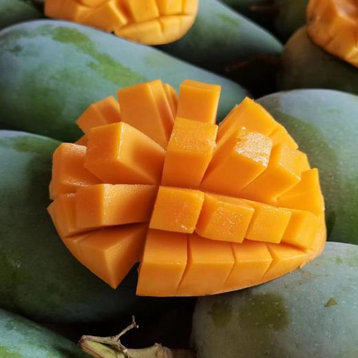 百色金煌芒果5斤装约10枚左右