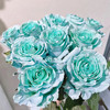 厄瓜多尔染色Tifanny Aqua Blue蒂芙尼蓝玫瑰花10支 商品缩略图1