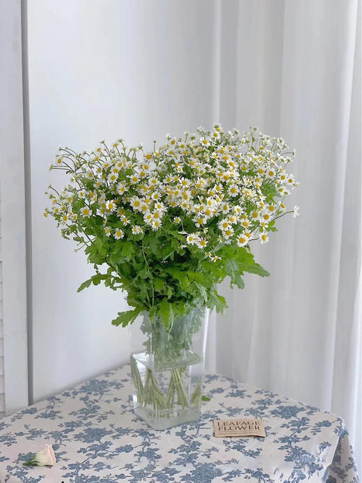 洋甘菊（半扎） 商品图0