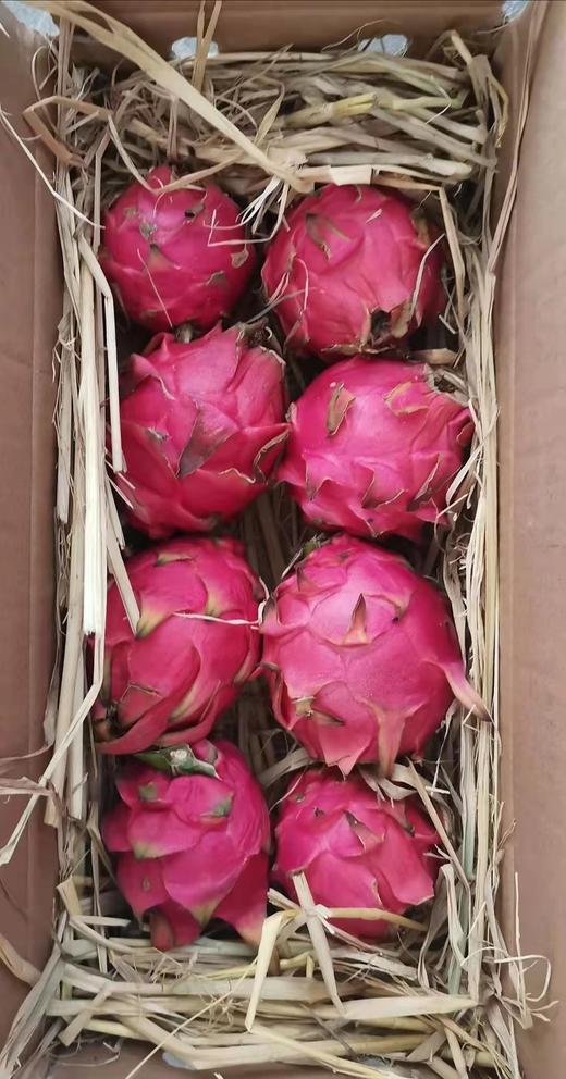 【天意红心火龙果】有机标准种植、雄蜂自然授粉 | 7月下旬批量发货，产地直发 商品图9