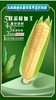【推荐】西双版纳傣族香糯拇指小玉米2斤 商品缩略图4
