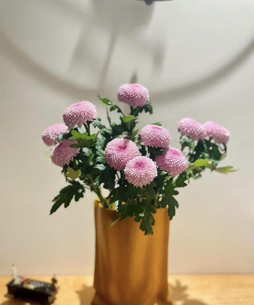 【乒乓菊】粉色  约10枝/扎 商品图1