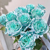 厄瓜多尔染色Tifanny Aqua Blue蒂芙尼蓝玫瑰花10支 商品缩略图0