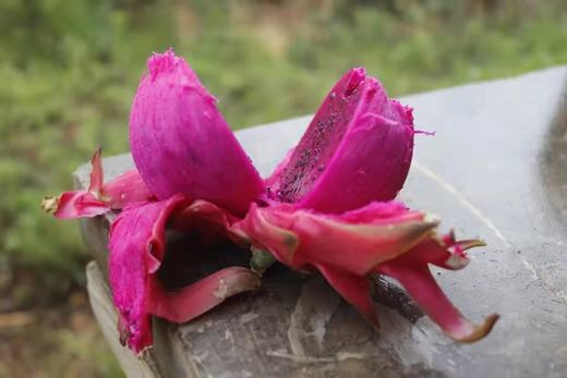 【天意红心火龙果】有机标准种植、雄蜂自然授粉 | 7月下旬批量发货，产地直发 商品图6