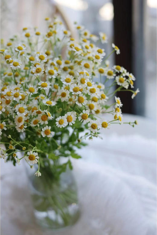 洋甘菊（半扎） 商品图1