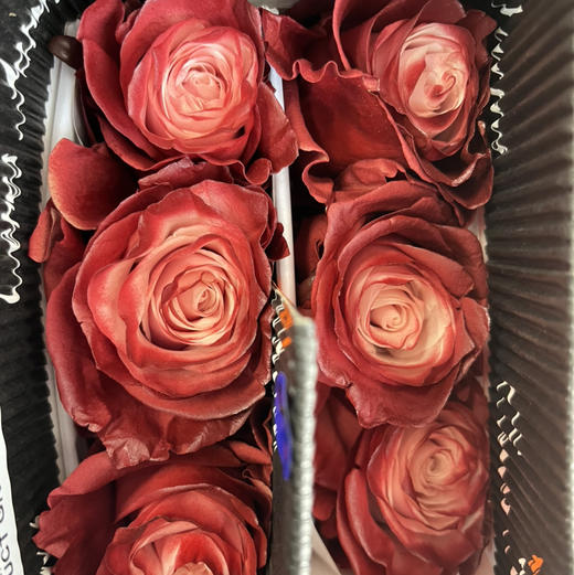 厄瓜多尔-【Dusty Rose】灰蔷薇 商品图1