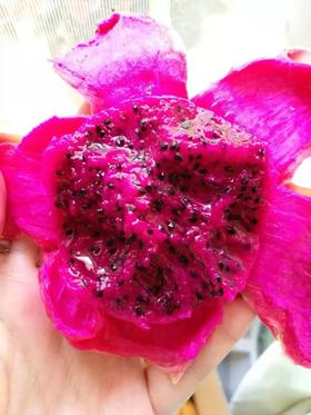 【天意红心火龙果】有机标准种植、雄蜂自然授粉 | 7月下旬批量发货，产地直发