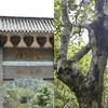 【5月5日11点-12点】【尾货降价拍】【5饼装】【2022年春茶】刮风寨800年古树纯料云南易武普洱茶生茶茶饼古树纯料357g 商品缩略图4