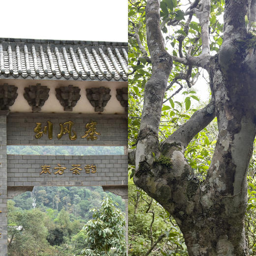 【5月5日11点-12点】【尾货降价拍】【5饼装】【2022年春茶】刮风寨800年古树纯料云南易武普洱茶生茶茶饼古树纯料357g 商品图4