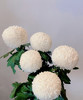 【乒乓菊】白色  约10枝/扎 商品缩略图2