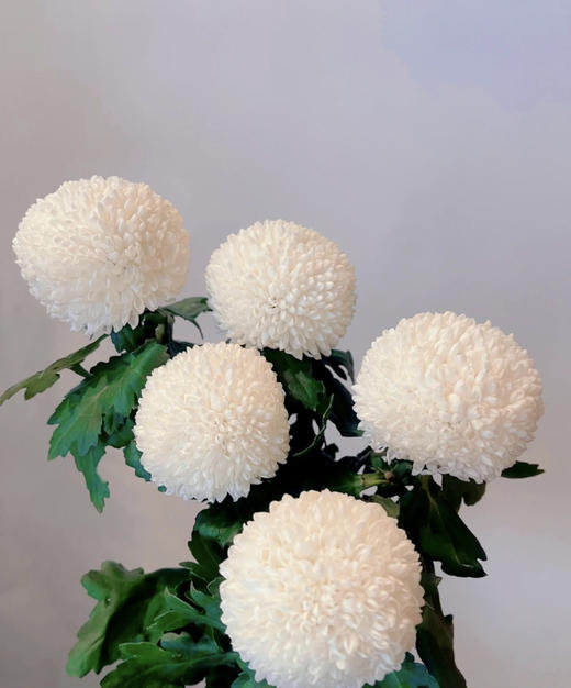 乒乓菊白色约910支扎