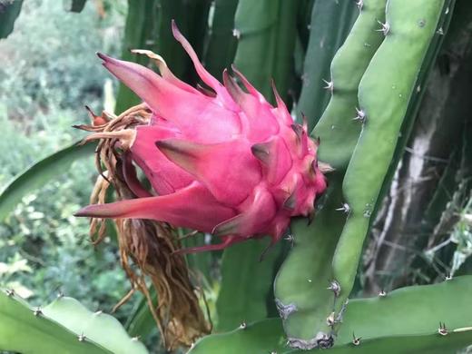 【天意红心火龙果】有机标准种植、雄蜂自然授粉 | 7月下旬批量发货，产地直发 商品图5