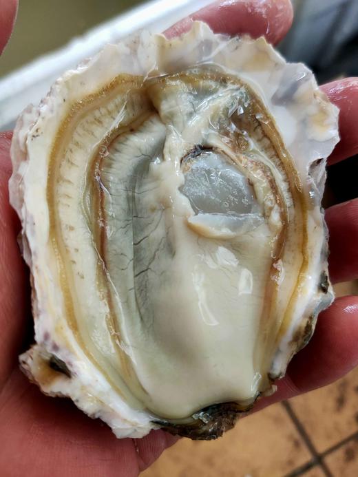 大生蚝，7元1个 商品图0