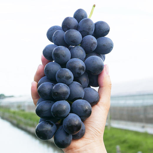 传伦葡萄 6斤礼盒装 马陆精品葡萄 商品图4
