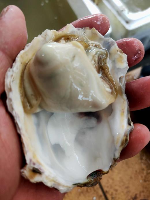 大生蚝，7元1个 商品图2