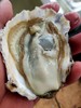 大生蚝，7元1个 商品缩略图1
