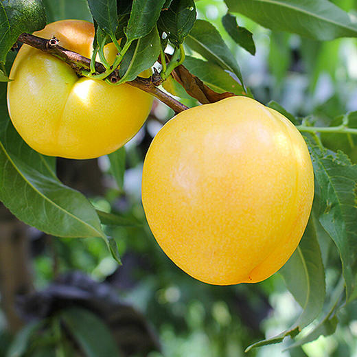 山东蒙阴头茬黄金油桃 香甜爆汁 商品图4