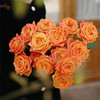 国产单头玫瑰欢乐颂10支 商品缩略图2