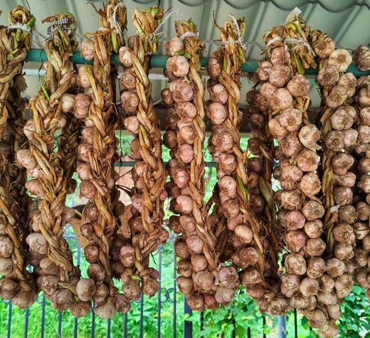 北甸子村农家自留地老品种紫皮蒜   大蒜 商品图3