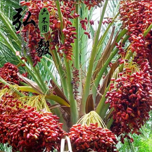 六不用 椰枣 500克/份 【弘毅生态农场】 商品图3