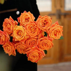 国产单头玫瑰欢乐颂10支